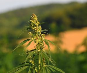 Quels sont les effets de fumer du cbd a la fleur de chanvre sans cannabis ?